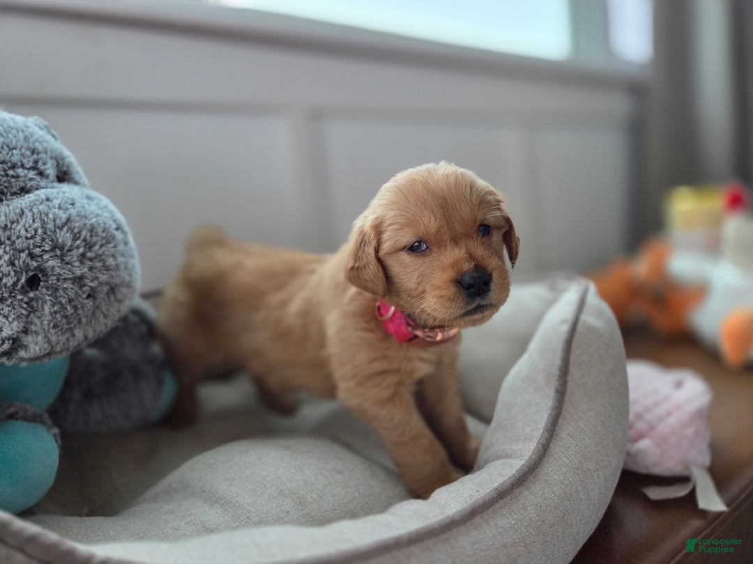 Golden Retriever dogs for sale: Sasha - AKC - Ad 3