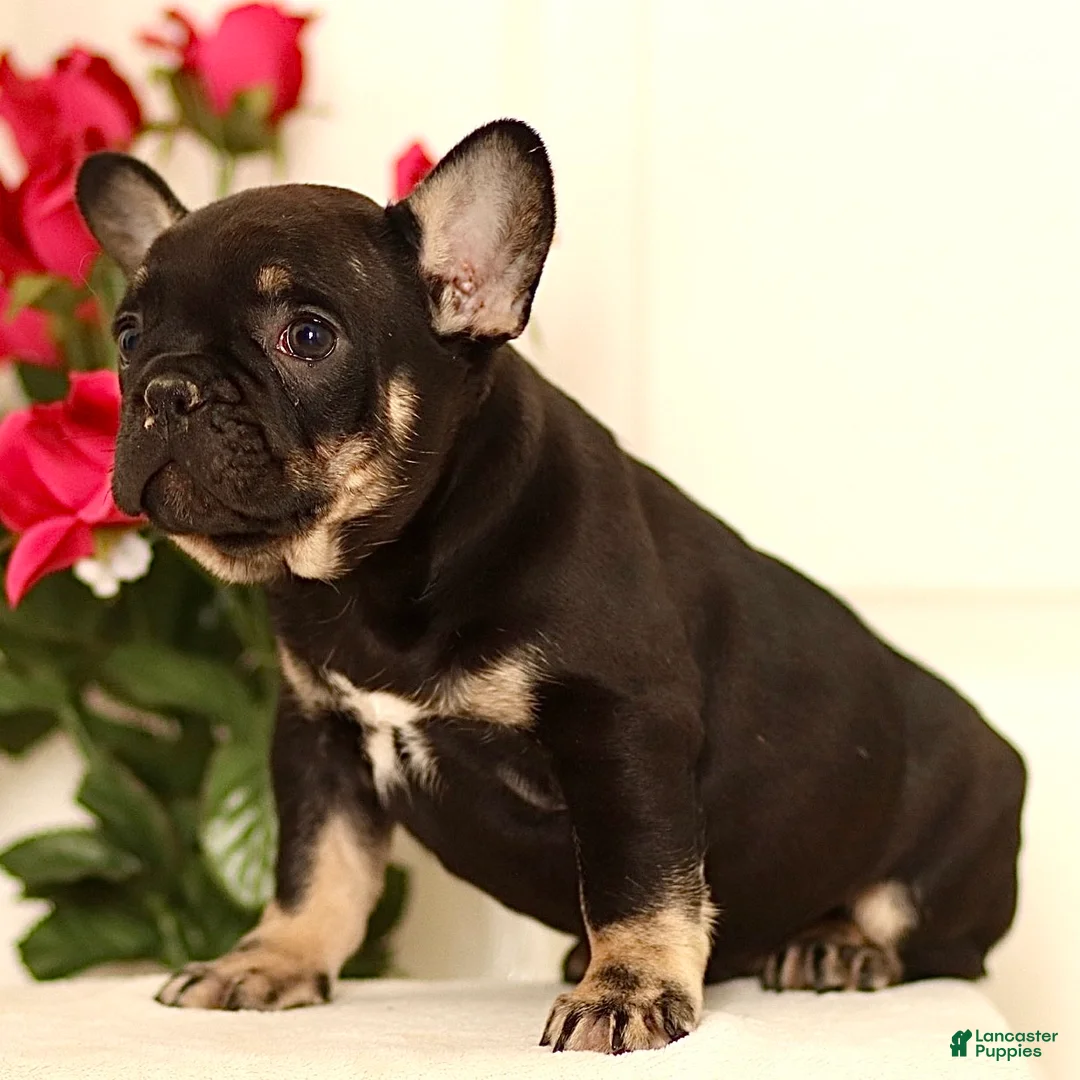 French Bulldog dogs for sale: Bruno - Ad 5