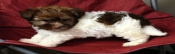 Havanese dogs for sale: Freddy - Ad 2