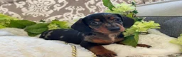 Miniature Dachshund dogs for sale: Ezra - Ad 2
