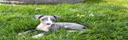 Italian Greyhound dogs for sale: Shane - Ad 11