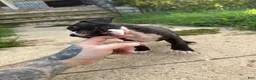 American Bully dogs for sale: Flash  - Ad 7