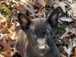 Belgian Malinois dogs Leonard - Ad 40