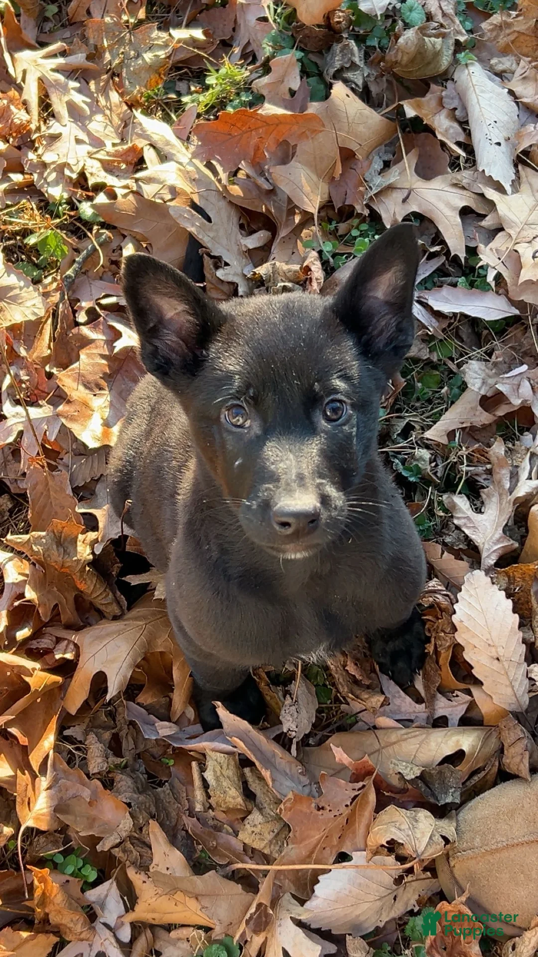 Belgian Malinois dogs for sale: Leonard - Ad 1