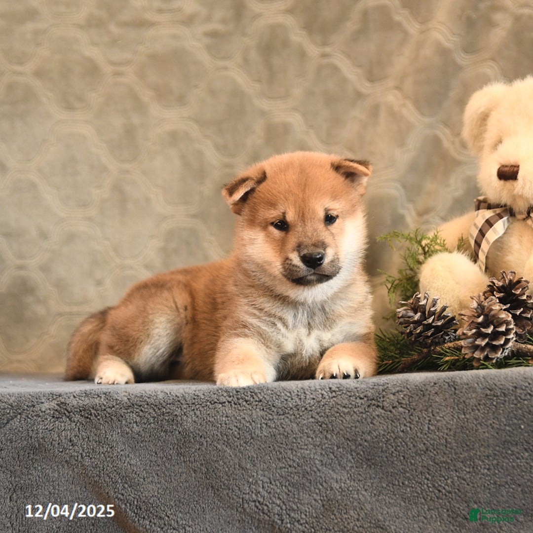 Shiba Inu dogs for sale: Topaz - Ad 4