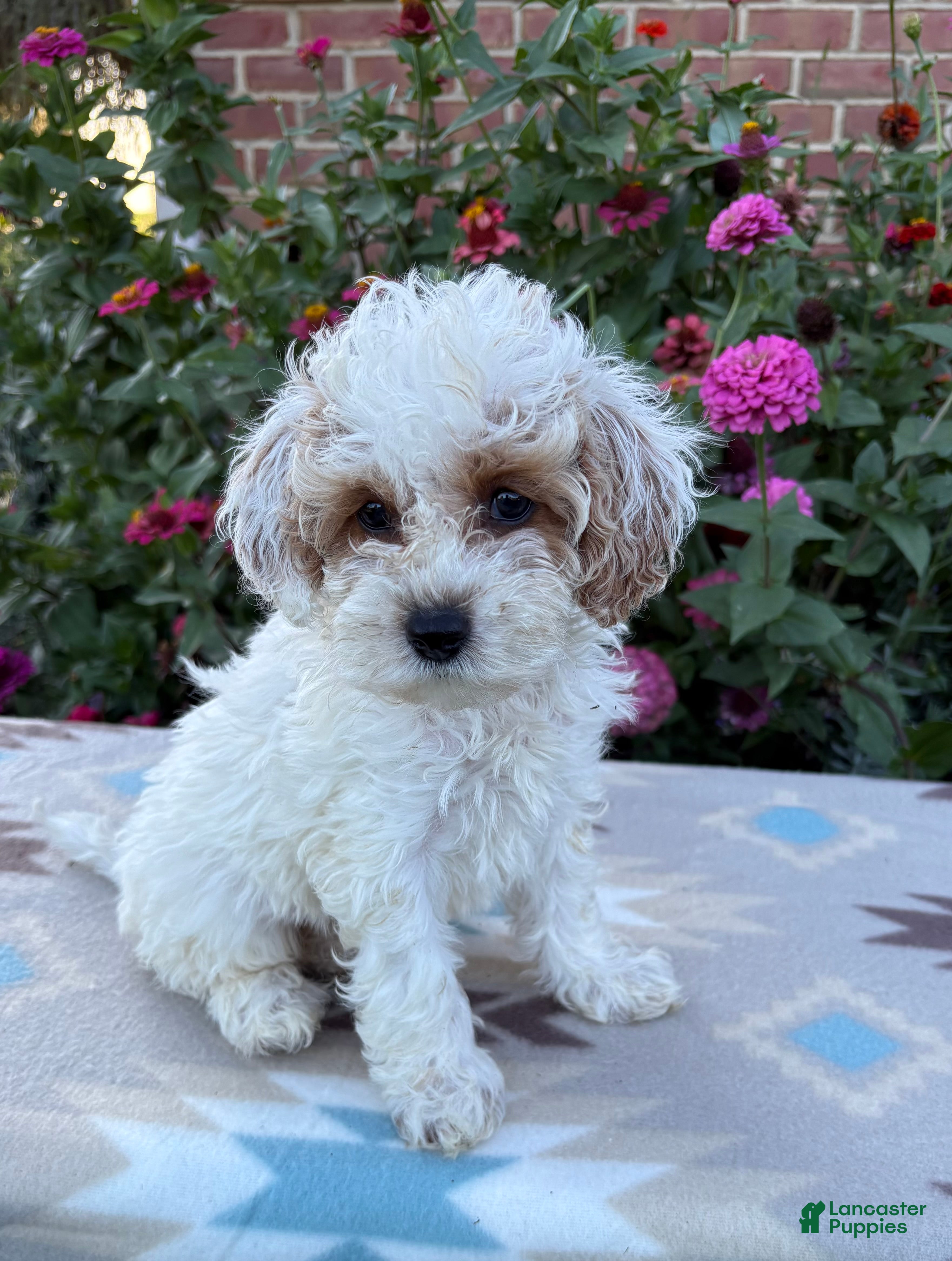 Cockapoo dogs Lily - Ad 2