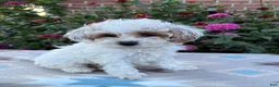 Cockapoo dogs for sale: Lily - Ad 2