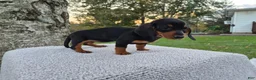 Miniature Dachshund dogs for sale: Remy  - Ad 7