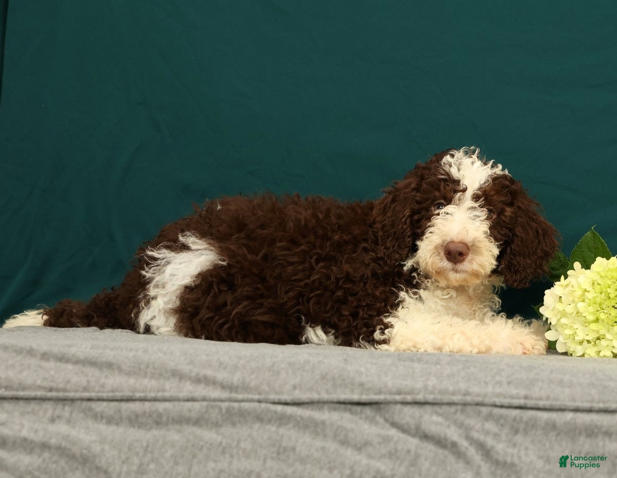 Mini Bernedoodle dogs Porter - Ad 2