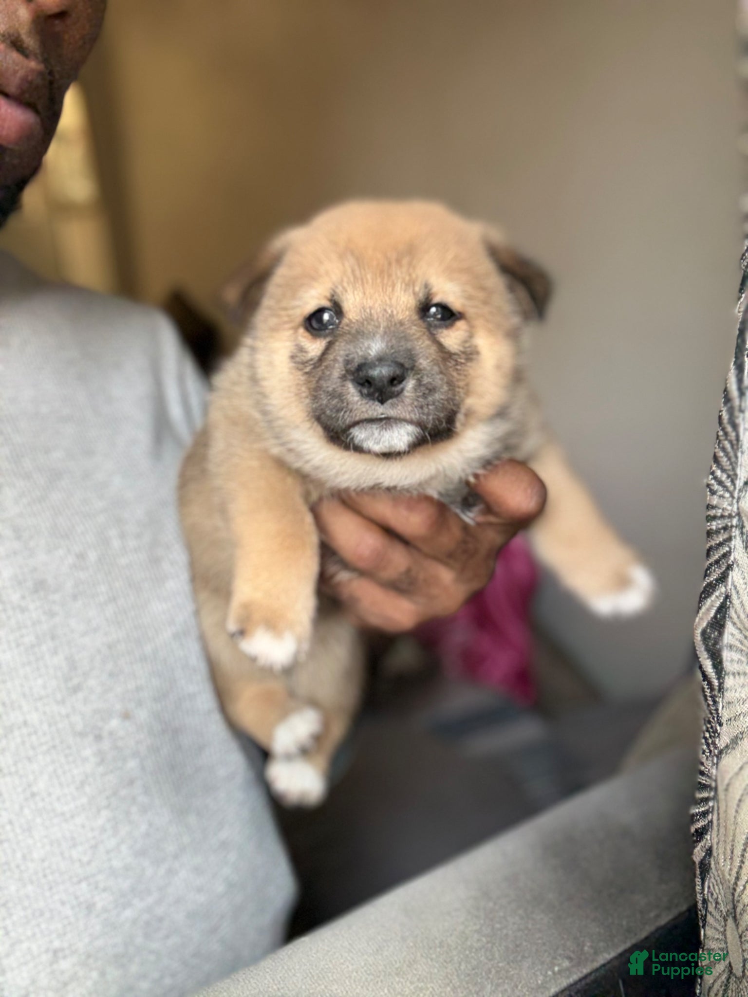 Shiba Inu dogs Coco - Ad 1