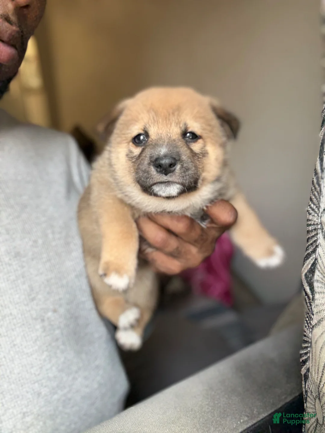 Shiba Inu dogs for sale: Coco - Ad 1