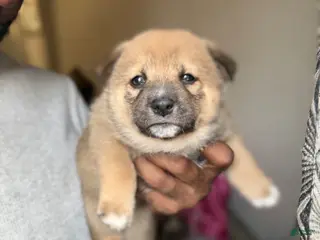 Shiba Inu dogs for sale: Coco - Ad 1