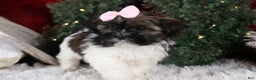 Shih Tzu dogs for sale: Penny - Ad 7