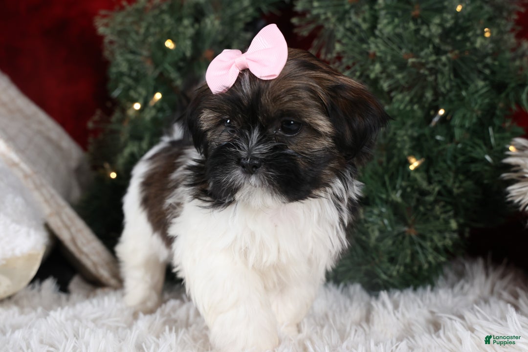 Shih Tzu dogs for sale: Penny - Ad 7