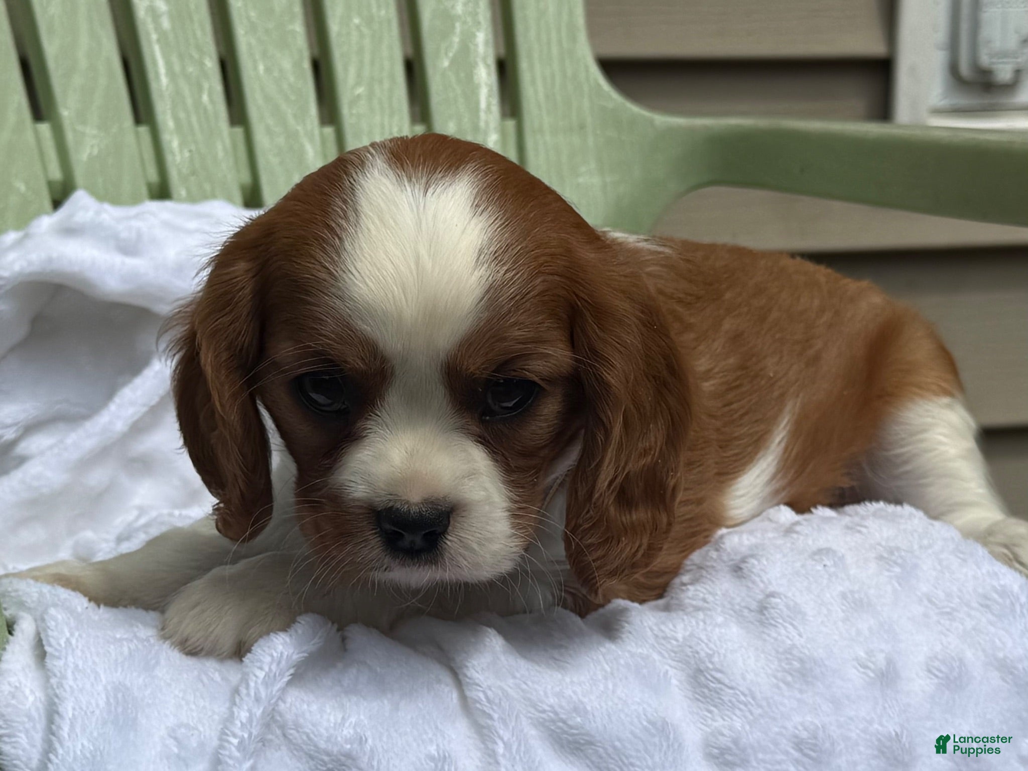 Cavalier King Charles Spaniel dogs Serena - Ad 2