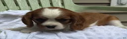 Cavalier King Charles Spaniel dogs for sale: Serena - Ad 2