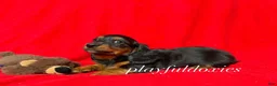 Miniature Dachshund dogs for sale: Miniature Dachshund Puppy 1 - Ad 3
