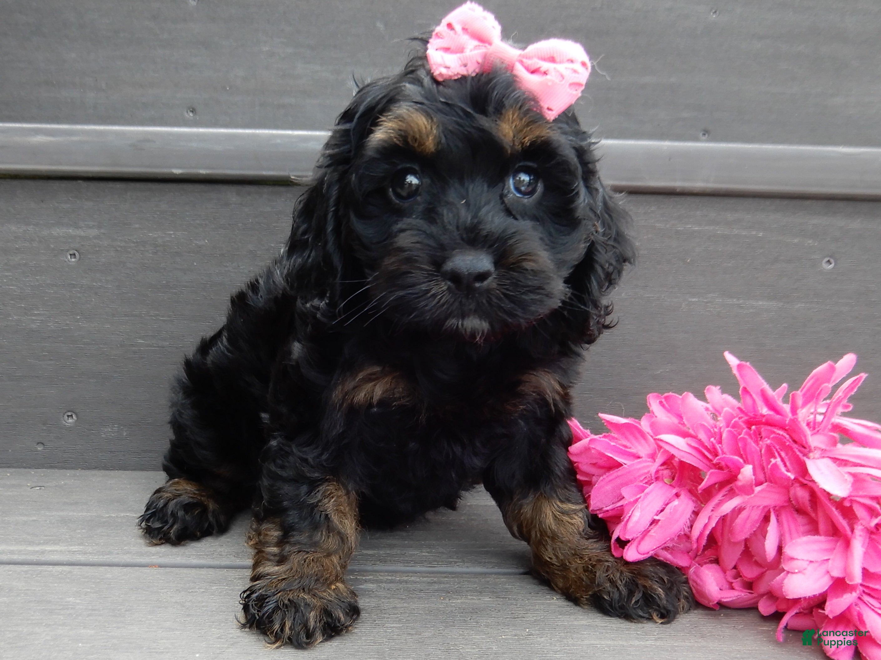 Cockapoo dogs Winnie - Ad 1