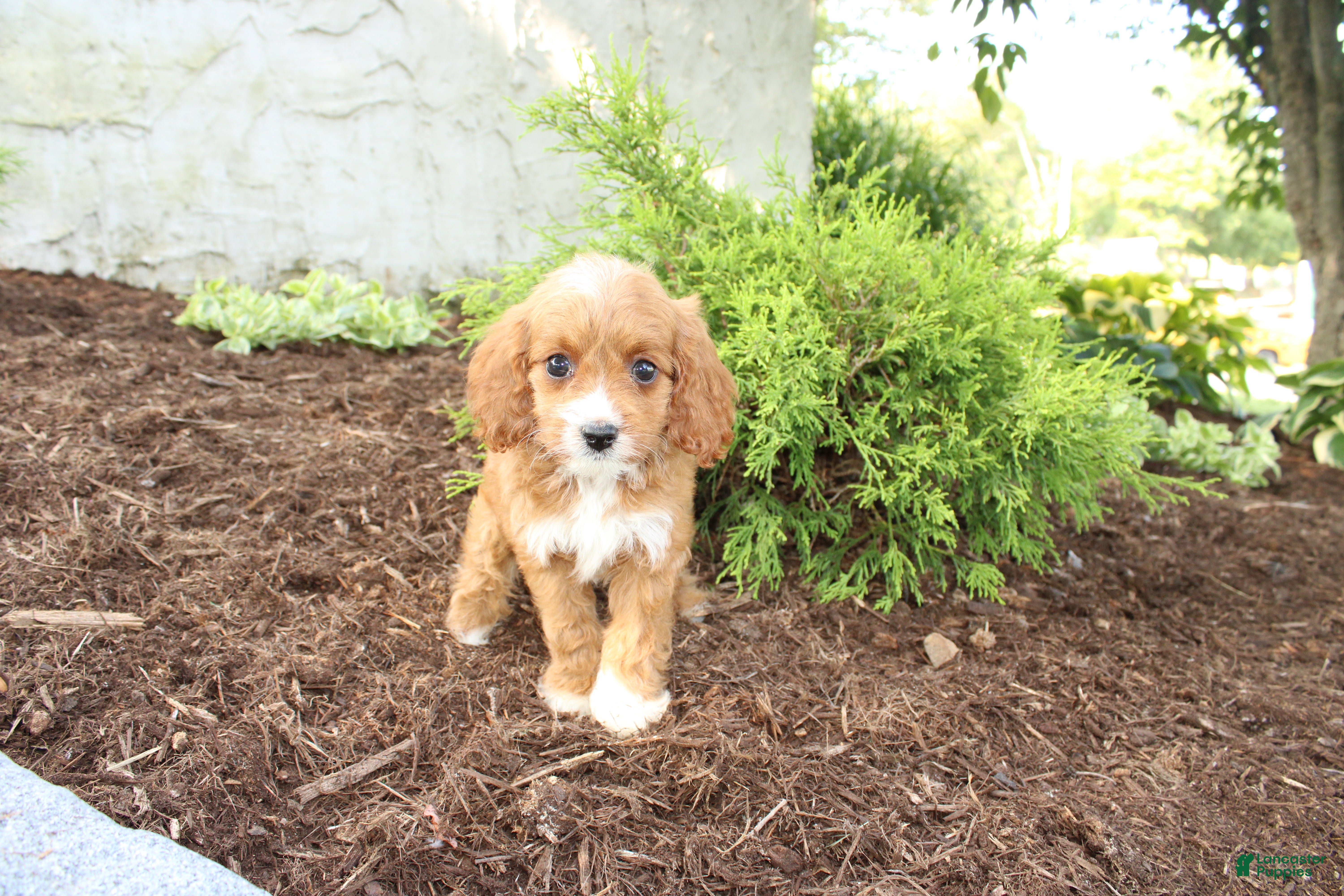 Cavapoo dogs Autumn - Ad 2