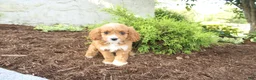 Cavapoo dogs for sale: Autumn - Ad 2