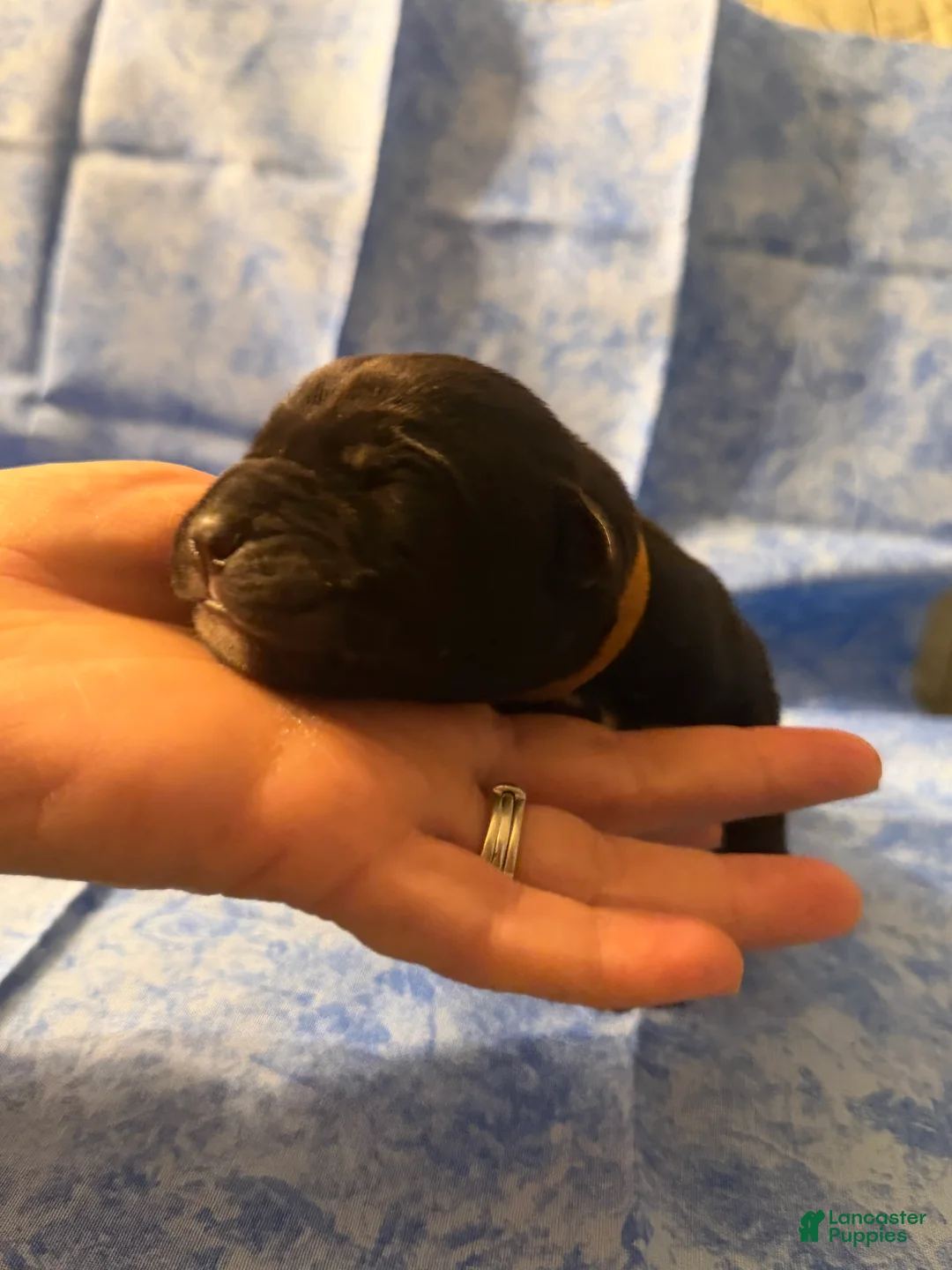 Cane Corso dogs for sale: Cane Corso Puppy 1 - Ad 1