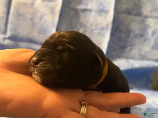 Cane Corso dogs Cane Corso Puppy 1 - Ad 12