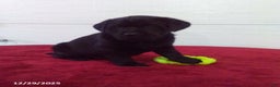 Labrador Retriever dogs for sale: Trixie - Ad 6