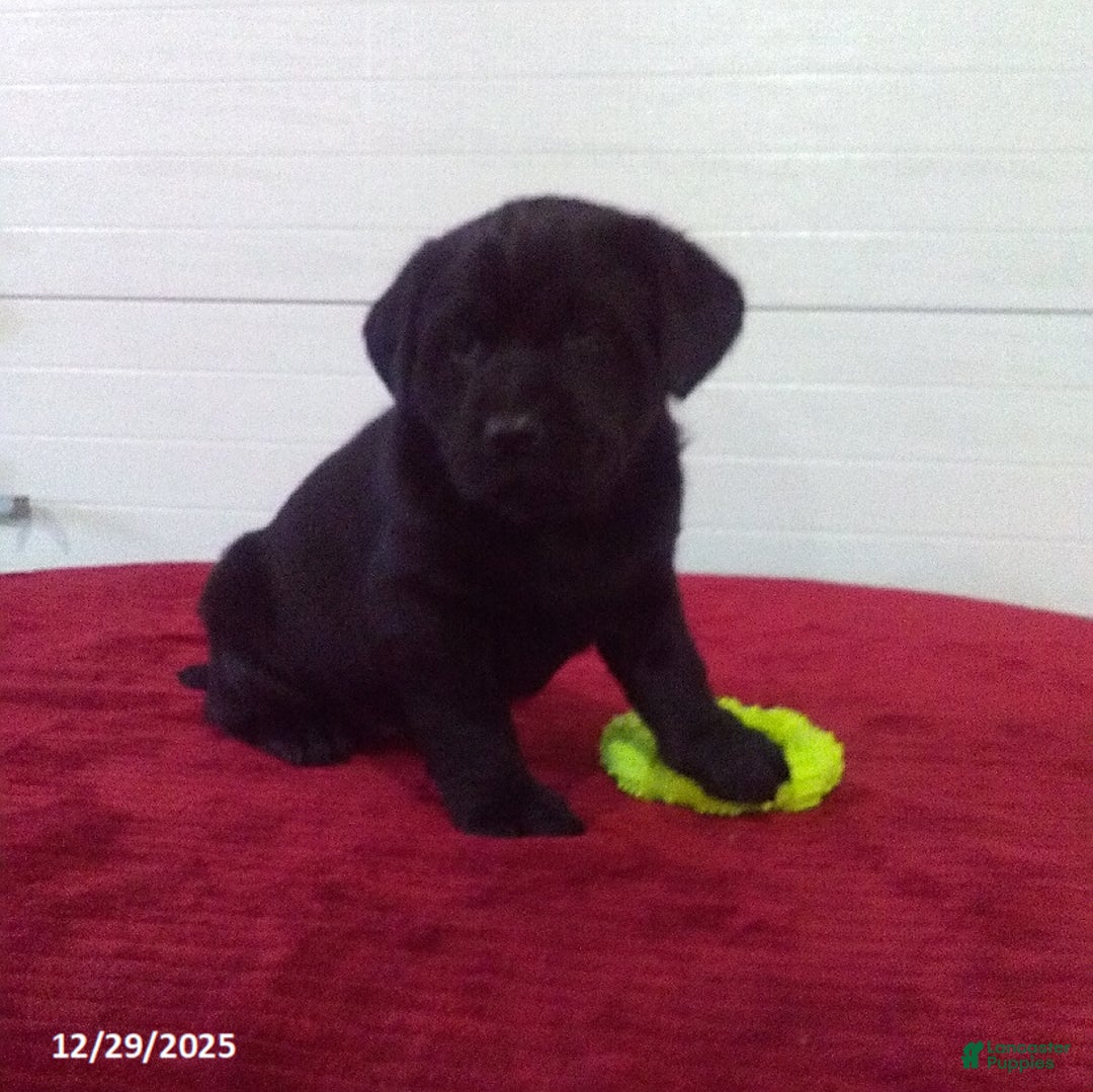 Labrador Retriever dogs for sale: Trixie - Ad 6