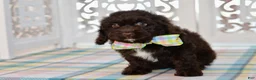 Cockapoo dogs for sale: Claudia - Ad 12