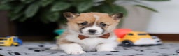 Welsh Corgi Pembroke dogs for sale: Ethan - Ad 5