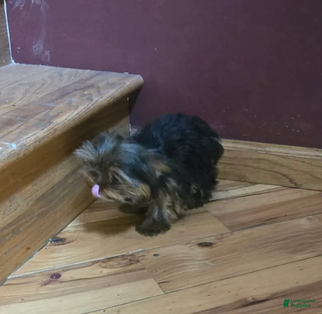 Yorkshire Terrier dogs for sale: Princess  - Ad 9
