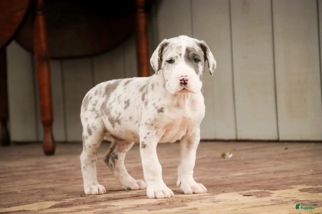 Great Dane dogs for sale: Winston - Ad 1