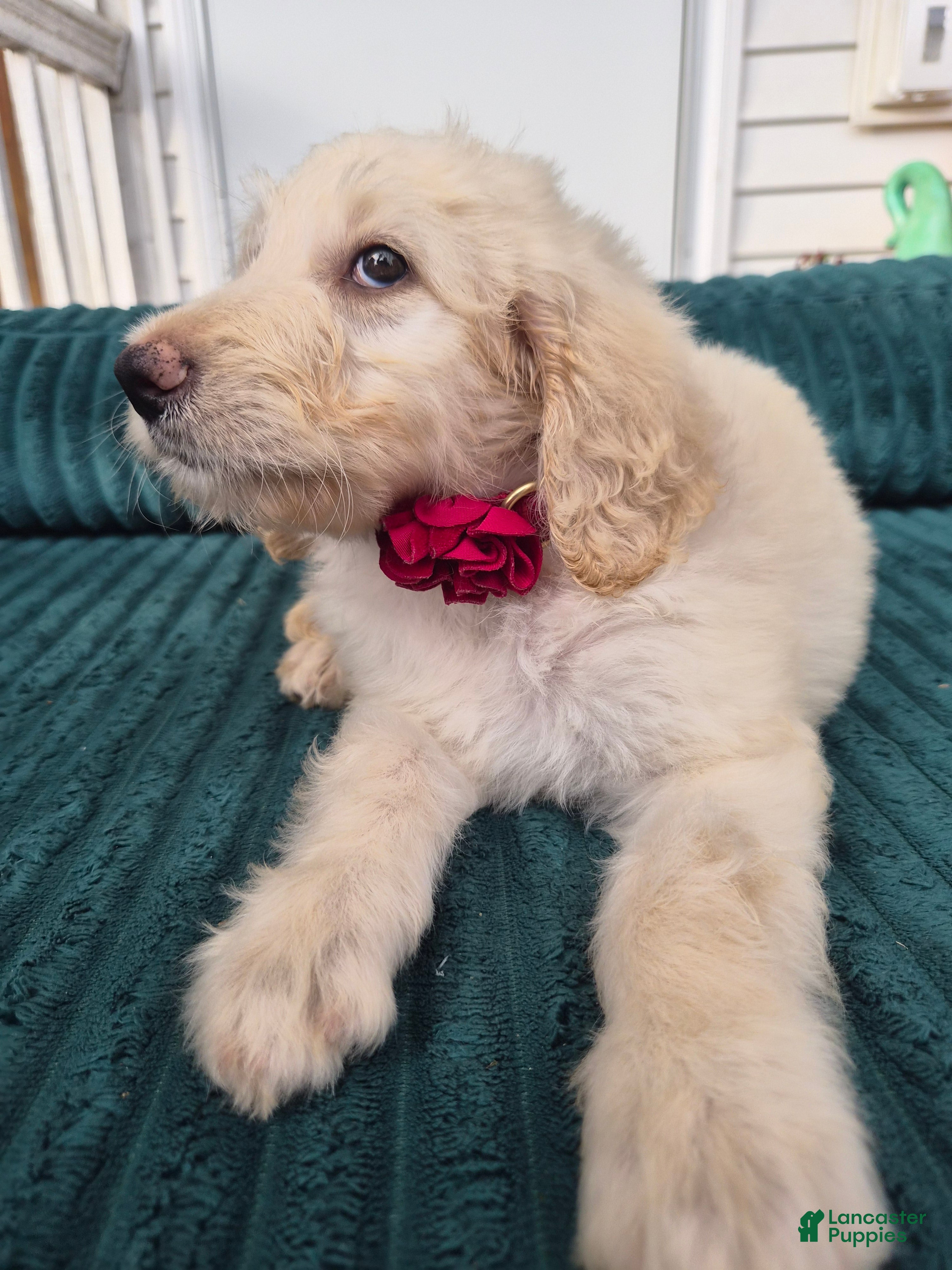 Goldendoodle dogs Bell - Ad 2