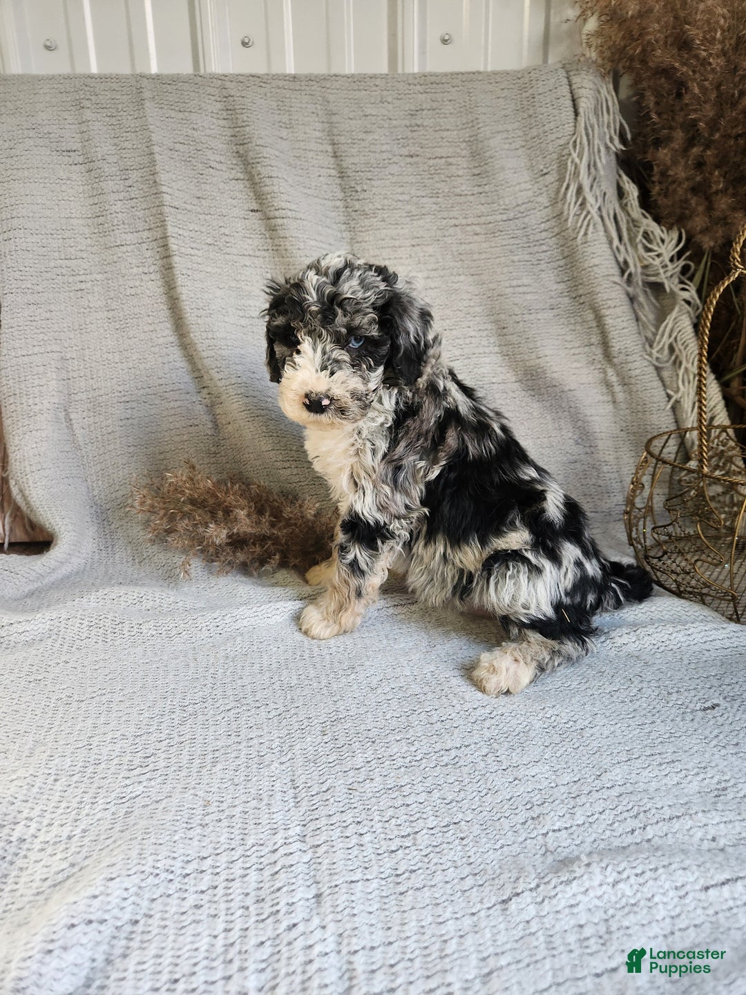 Bernedoodle dogs for sale: Lucy - Ad 1