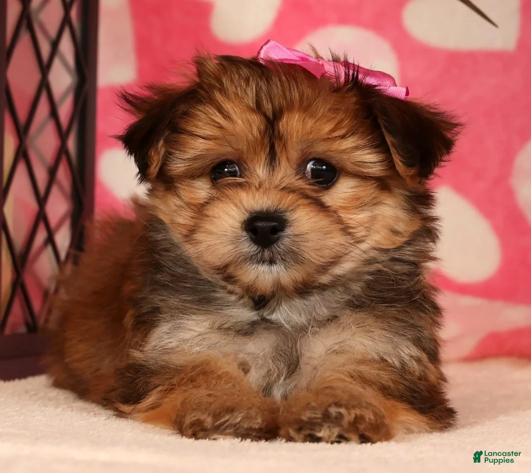 Yochon dogs for sale: Toby - Ad 3