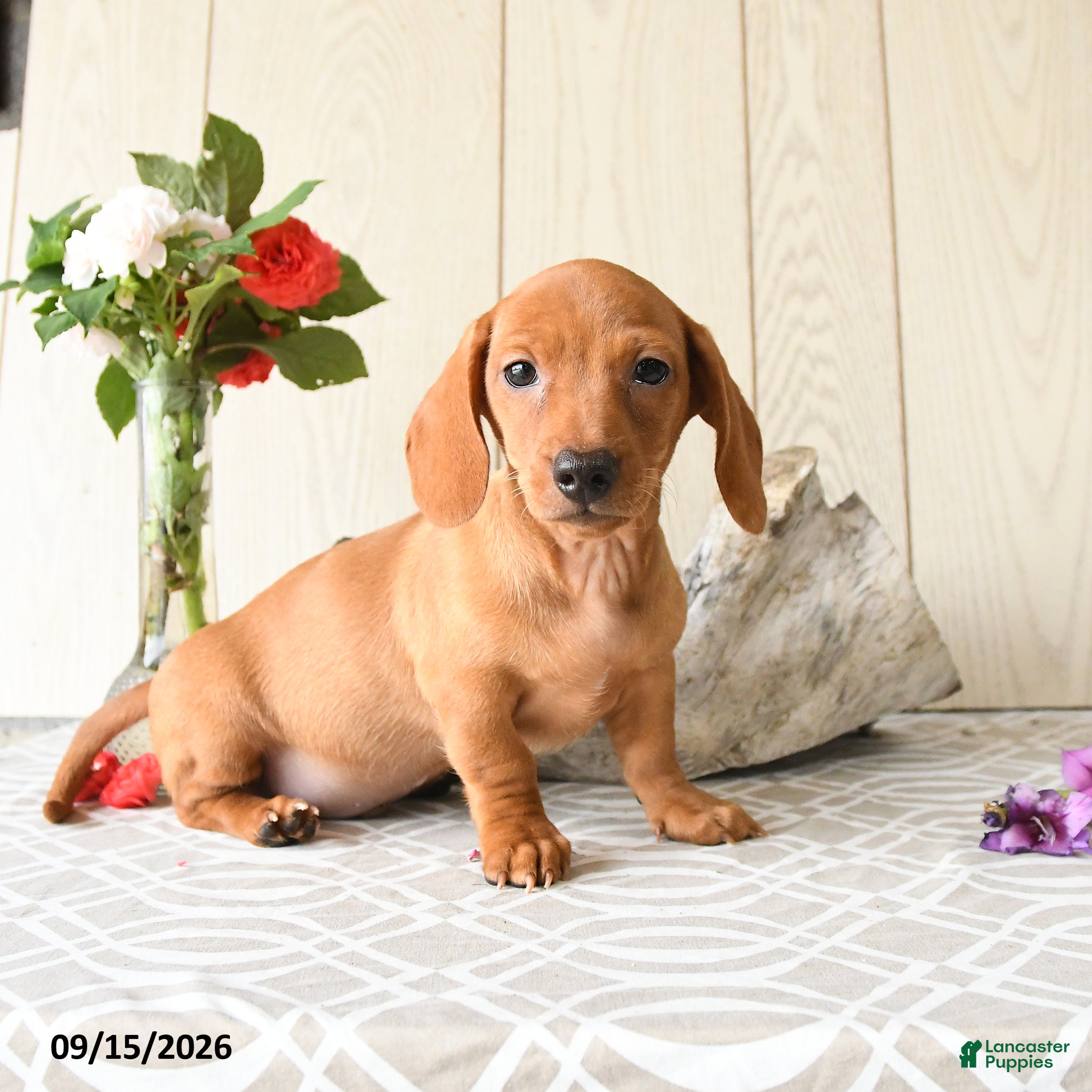Miniature Dachshund dogs Tyler - Ad 1