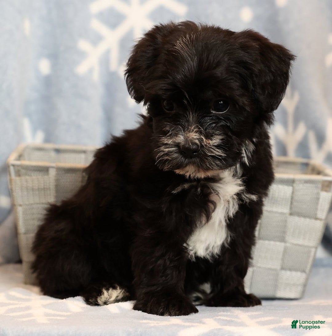 Yochon dogs for sale: Twinkle - Ad 9