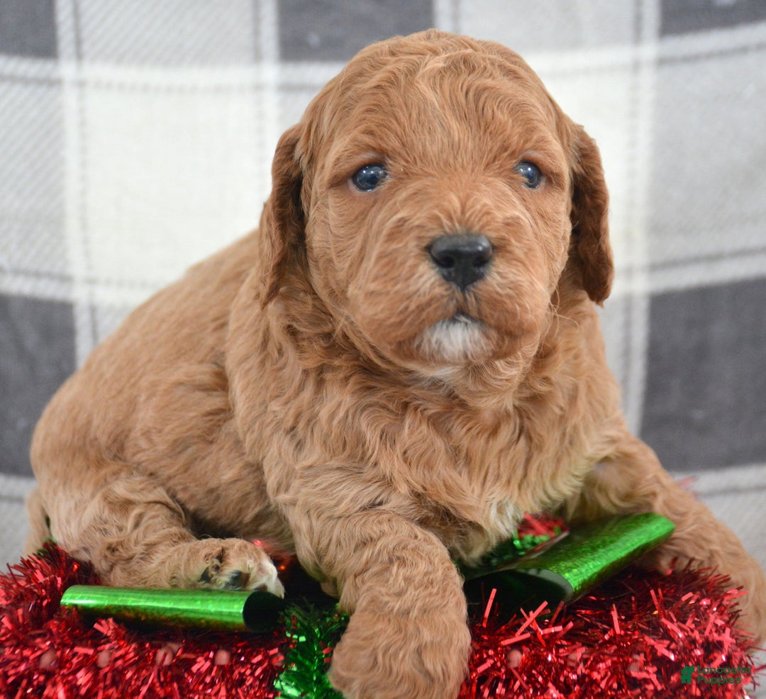 Goldendoodle dogs for sale: Mini Goldendoodle Puppy 1 Eddie - Ad 2