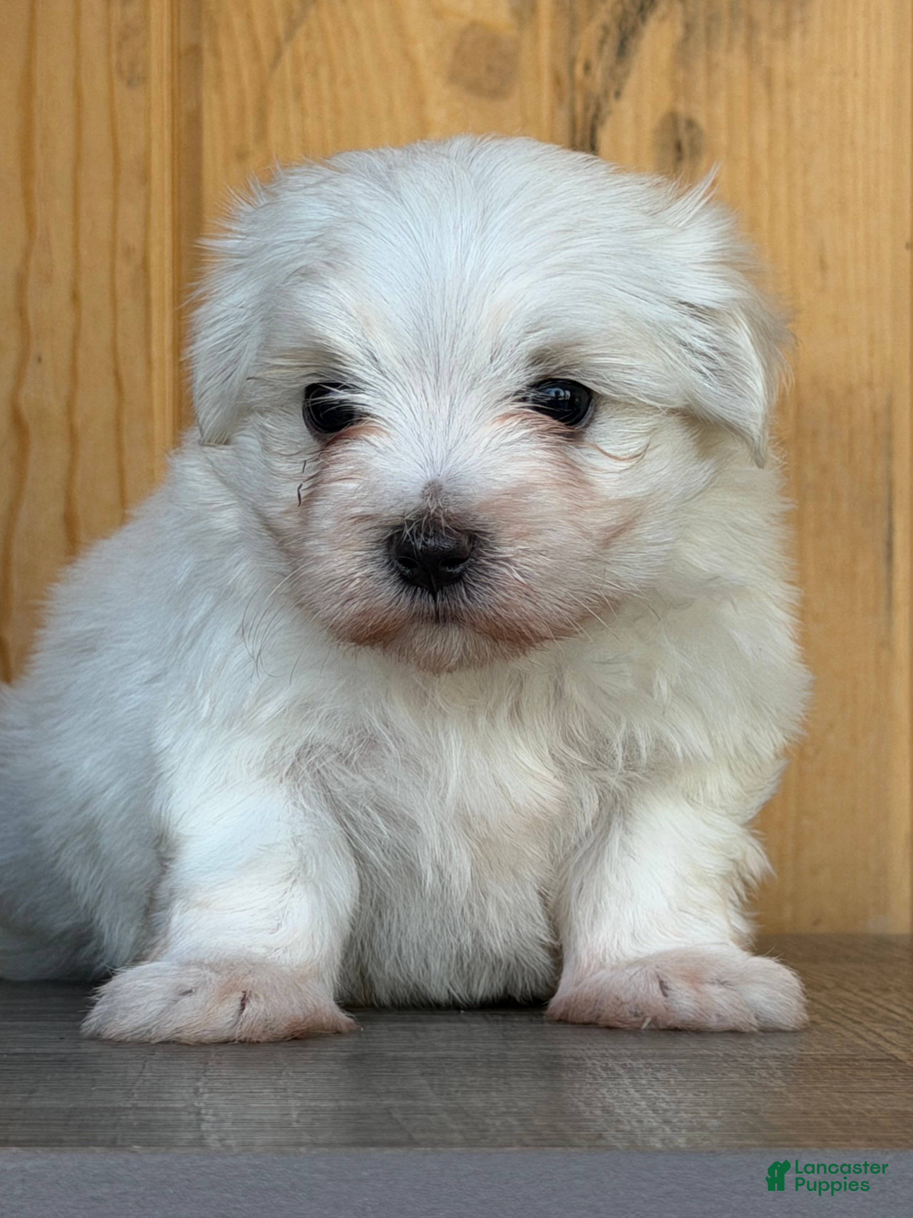 Maltese dogs Mischief - Ad 1