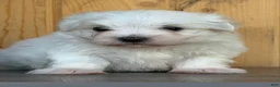 Maltese dogs for sale: Mischief - Ad 1