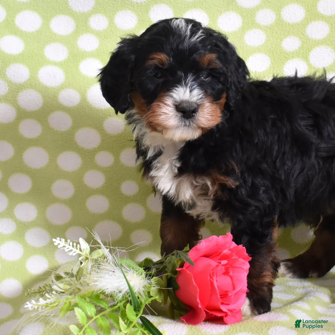 Bernedoodle dogs for sale: Goliath  - Ad 8