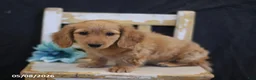 Miniature Dachshund dogs for sale: Victor - Ad 4