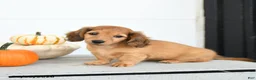 Miniature Dachshund dogs for sale: Princess - Ad 3
