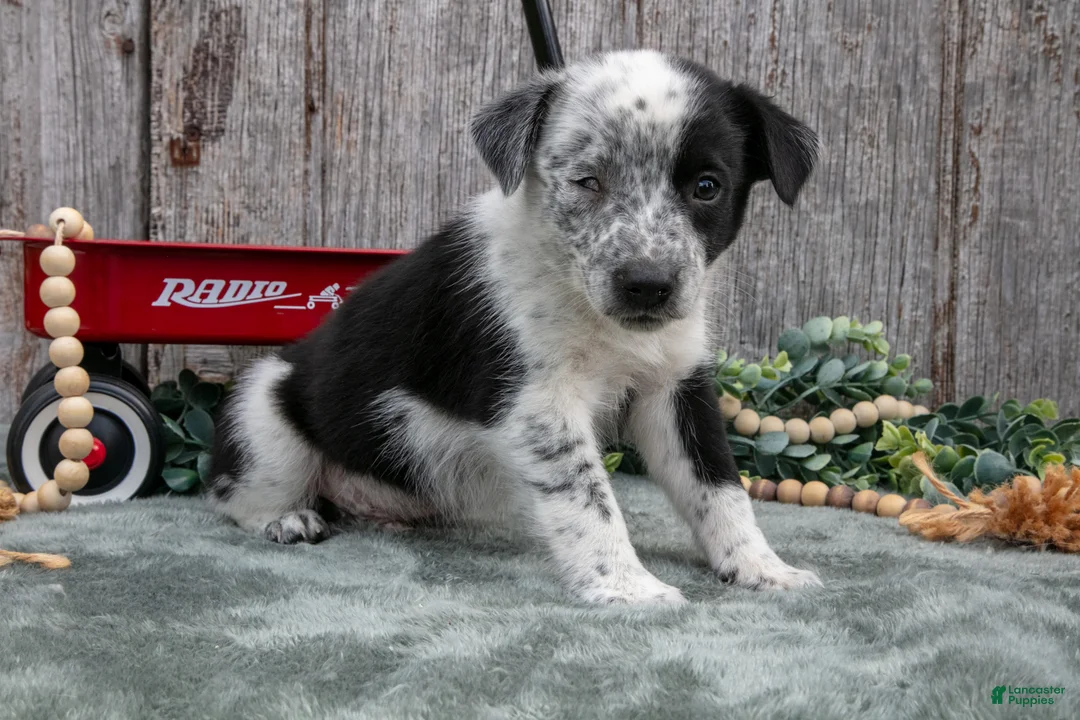 Mixed Breed dogs for sale: Sonny - Ad 2