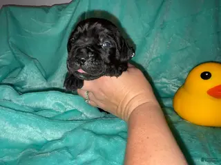 Cane Corso dogs Black Collar Male - Ad 36