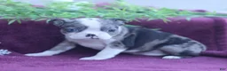Boston Terrier dogs for sale: Misty  - Ad 2
