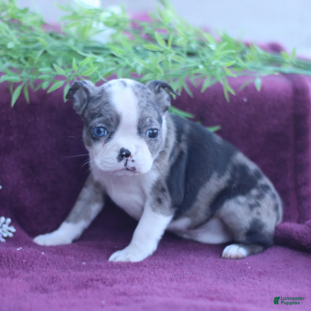 Boston Terrier dogs for sale: Misty  - Ad 2