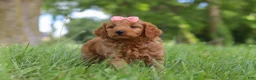 Mini Goldendoodle dogs for sale: Beauty - Ad 4