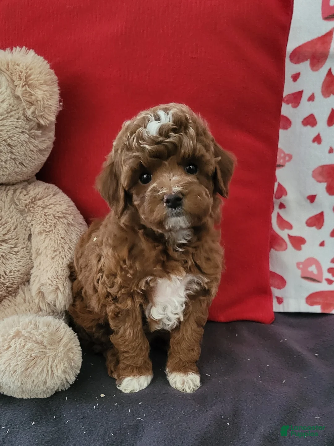 Goldendoodle dogs for sale: Emma - Ad 5