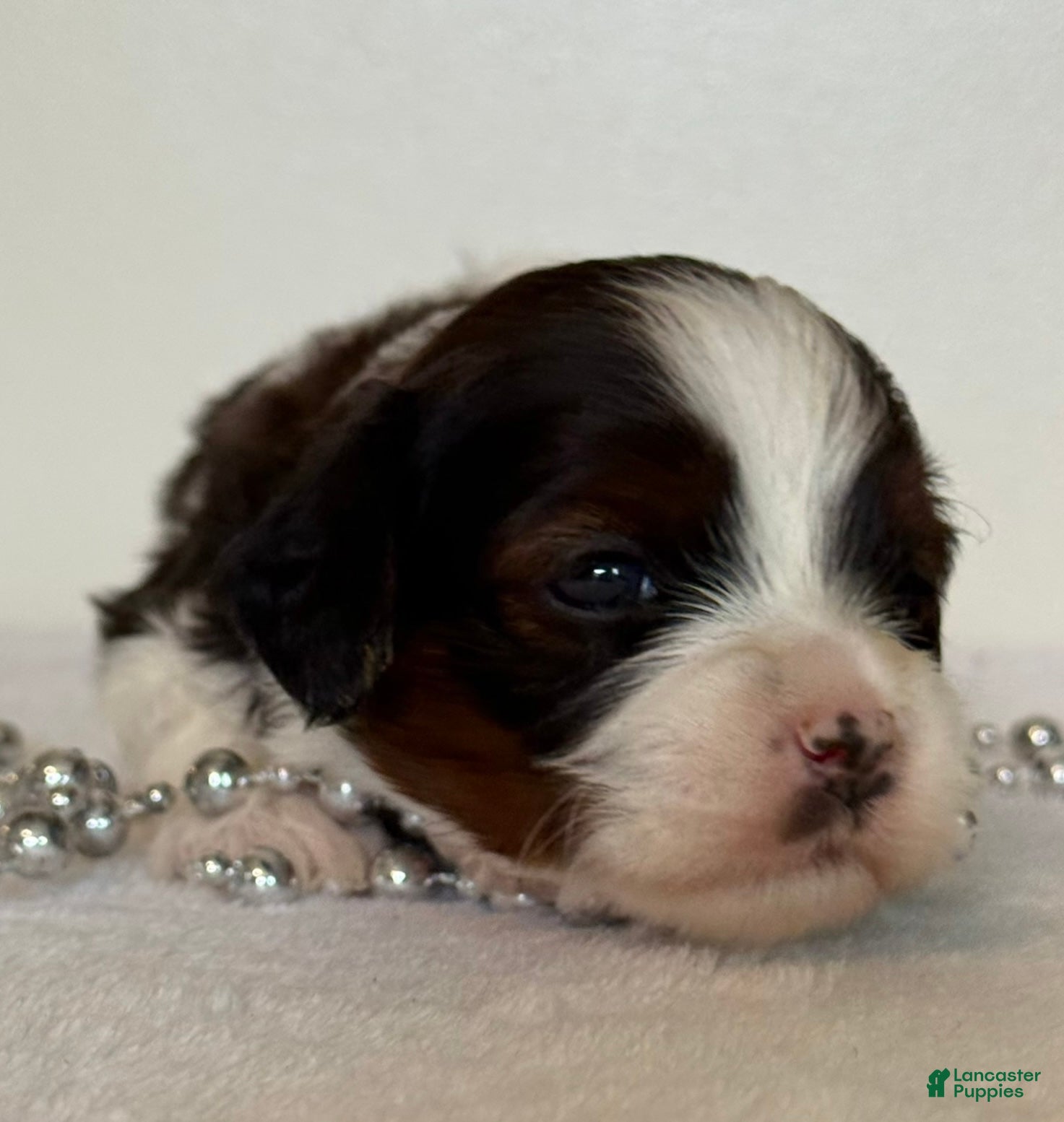 Cavapoo dogs Marshmellow Cavapoo  - Ad 1